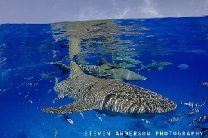 Lemon Shark always offer a great greeting upon our arriva... by Steven Anderson 